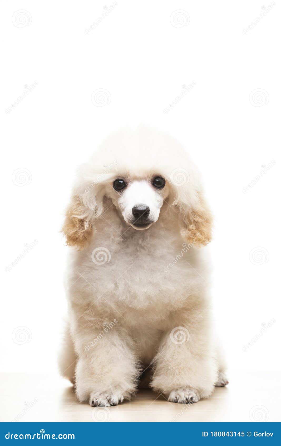 犬白背景图像库存图片 图片包括有犬白背景图像 犬白背景图像库存图片 图片包括有犬白背景图像