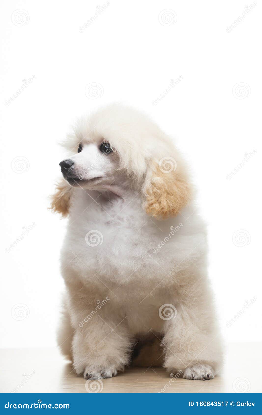 犬白背景图像库存图片 图片包括有犬白背景图像 犬白背景图像库存图片 图片包括有犬白背景图像