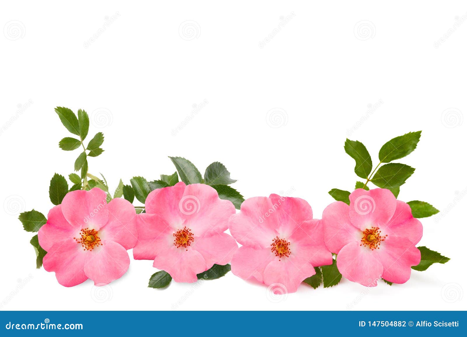 犬蔷薇库存照片 图片包括有查出 草本 颜色 开花 花瓣 叶子 背包 绽放 玫瑰