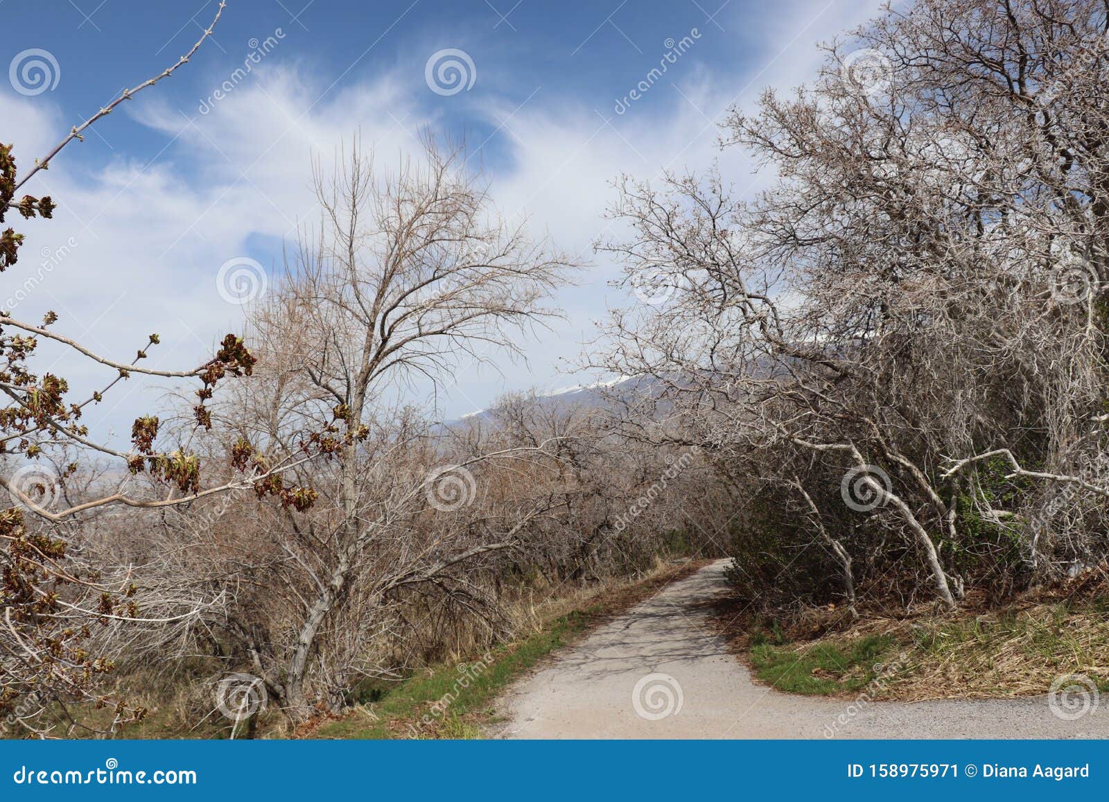 犹他州盐湖城附近 一条阴森森的小路 穿过林立的珠树 与背景城中的瓦萨奇山脉相伴库存图片 图片包括有犹他州盐湖城附近 一条阴森森 的小路 穿过林立的珠树 与背景城中的瓦萨奇山脉相伴