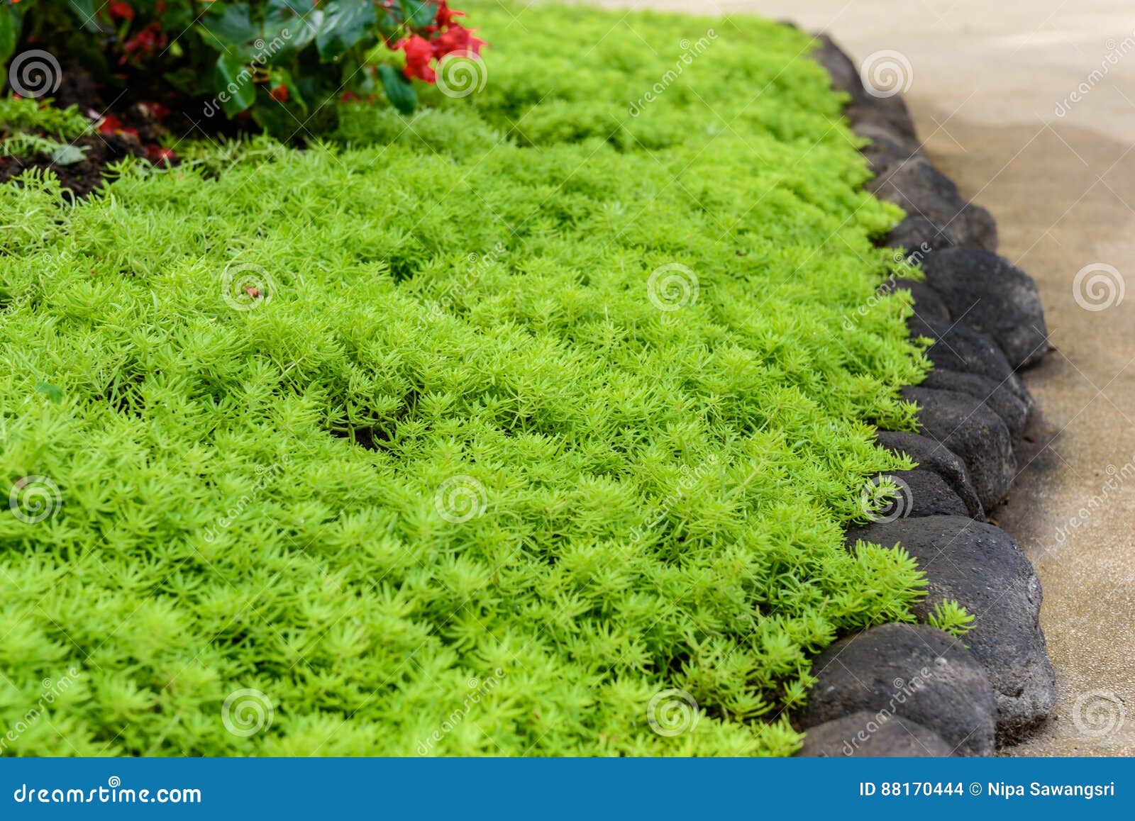狐尾藻 Watermilfoil 淡水水生植物库存照片 图片包括有watermilfoil 淡水水生植物
