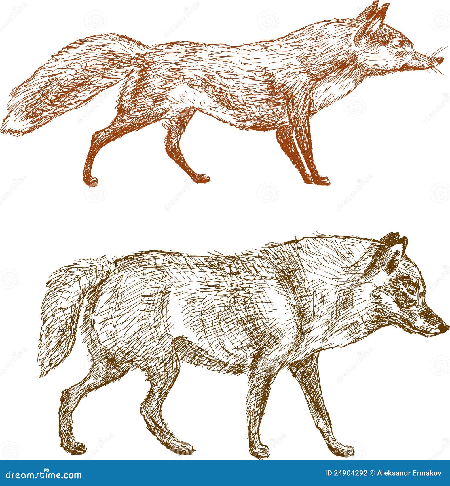 狐狸狼向量例证 插画包括有