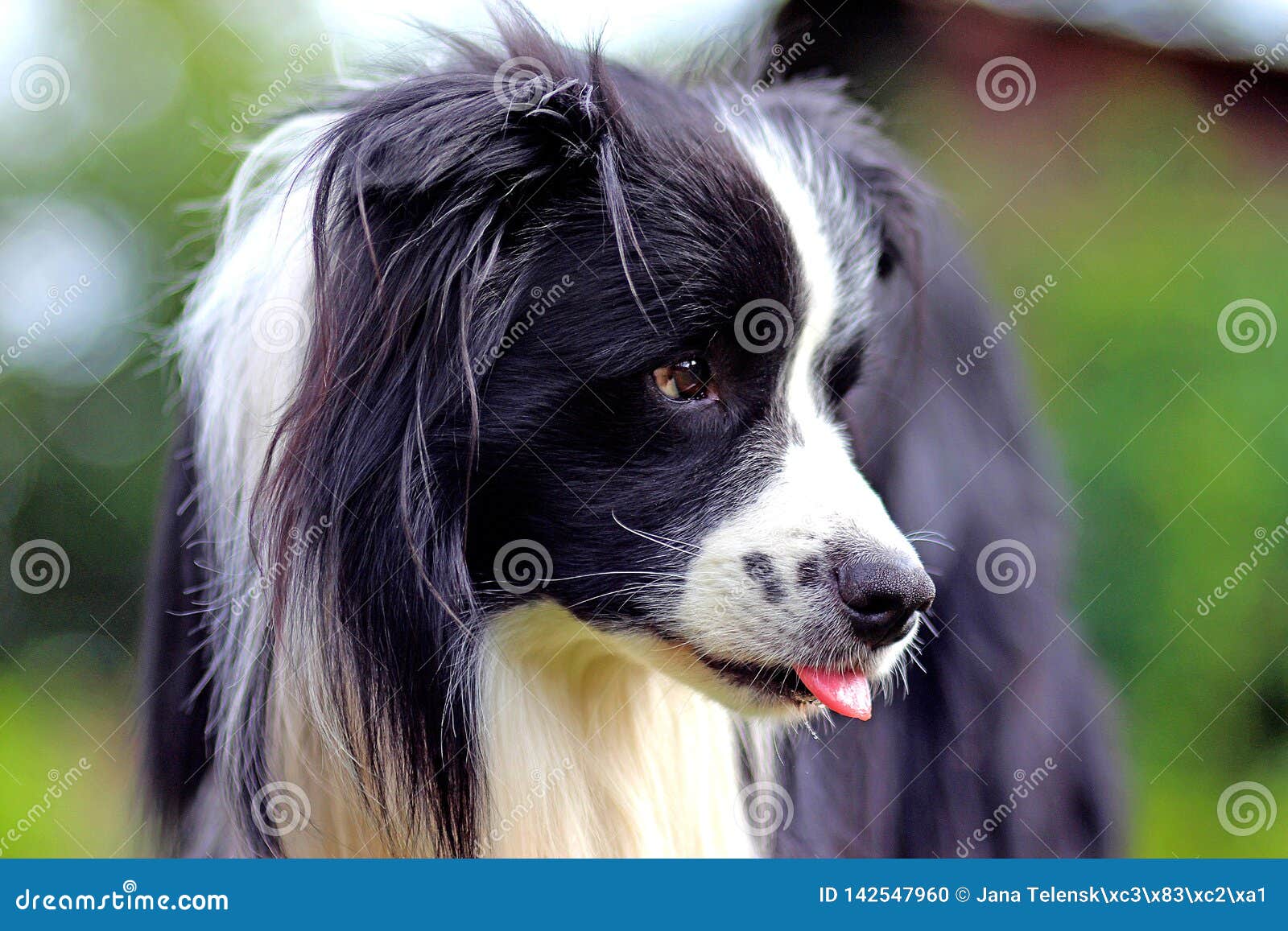 狗在草在公园品种是博德牧羊犬背景是绿色的他有开放嘴库存照片 图片包括有他有开放嘴 背景是绿色的