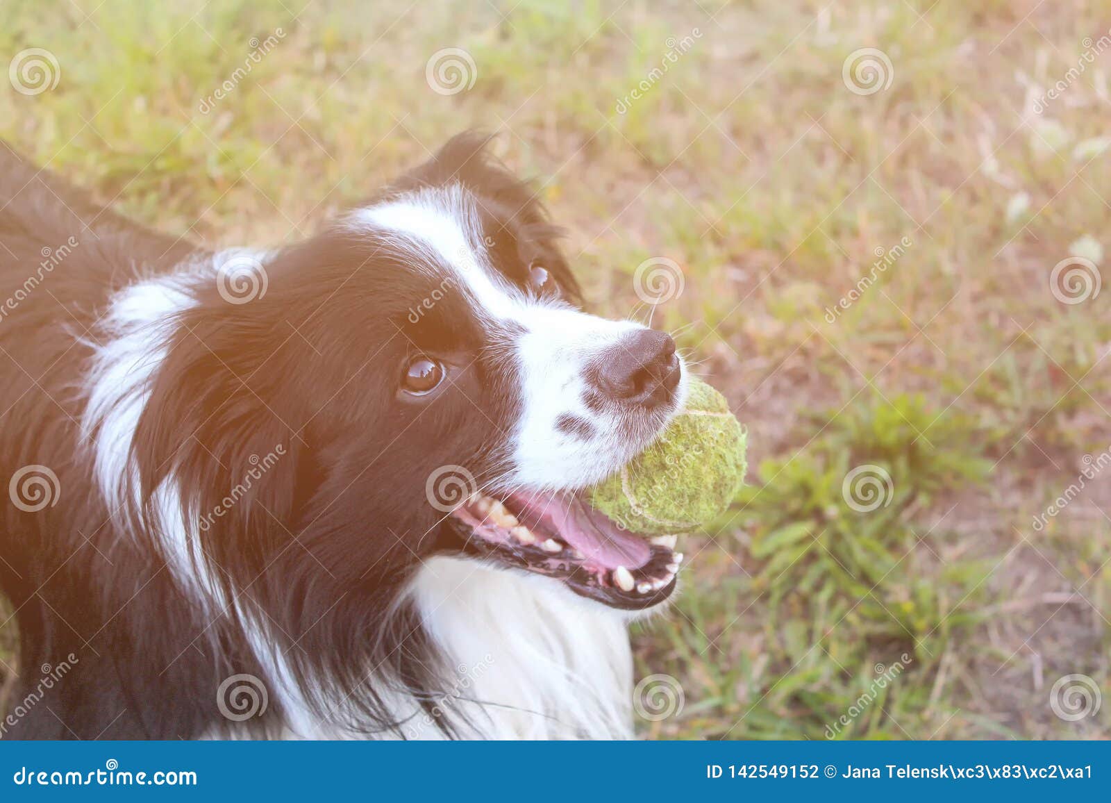 狗在草在公园品种是博德牧羊犬背景是绿色的他有网球在嘴狗使用库存照片 图片包括有品种是博德牧羊犬 背景是绿色的