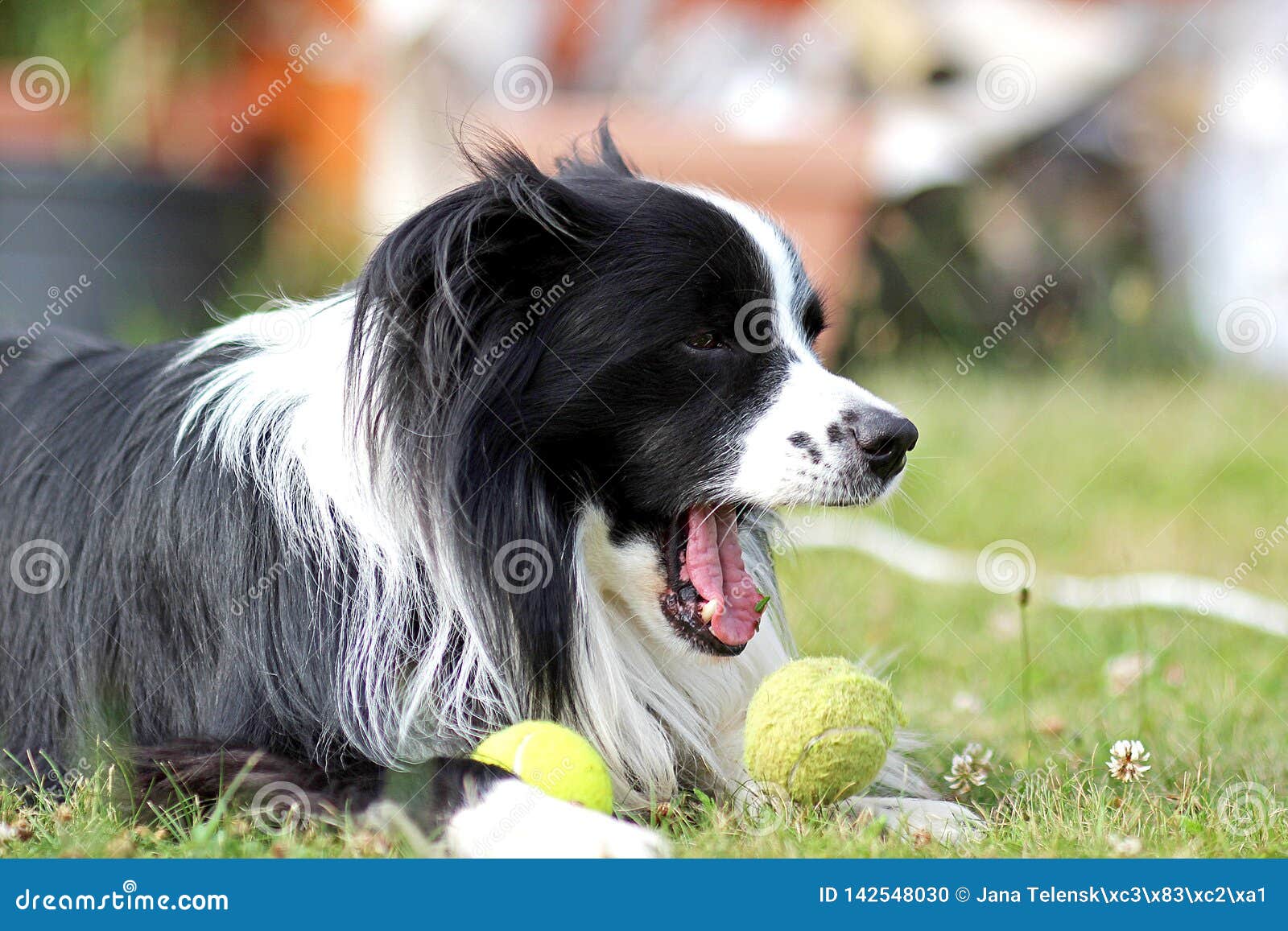 狗在草在公园品种是博德牧羊犬背景是绿色的他有网球在嘴库存照片 图片包括有背景是绿色的 他有网球在嘴