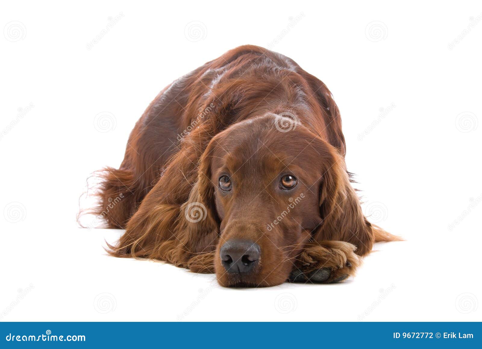狗爱尔兰赤毛的塞特种猎狗库存照片 图片包括有 狗爱尔兰赤毛的塞特种猎狗库存照片 图片包括有