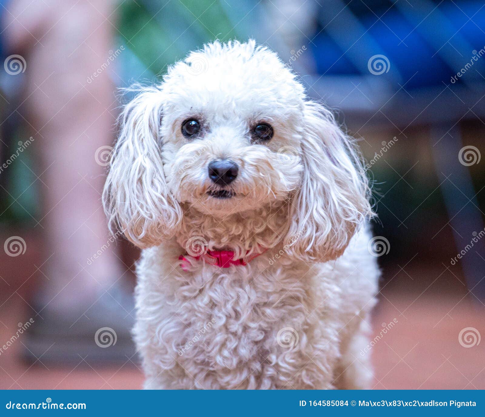 狗犬犬白脸库存照片 图片包括有狗犬犬白脸 狗犬犬白脸库存照片 图片包括有狗犬犬白脸