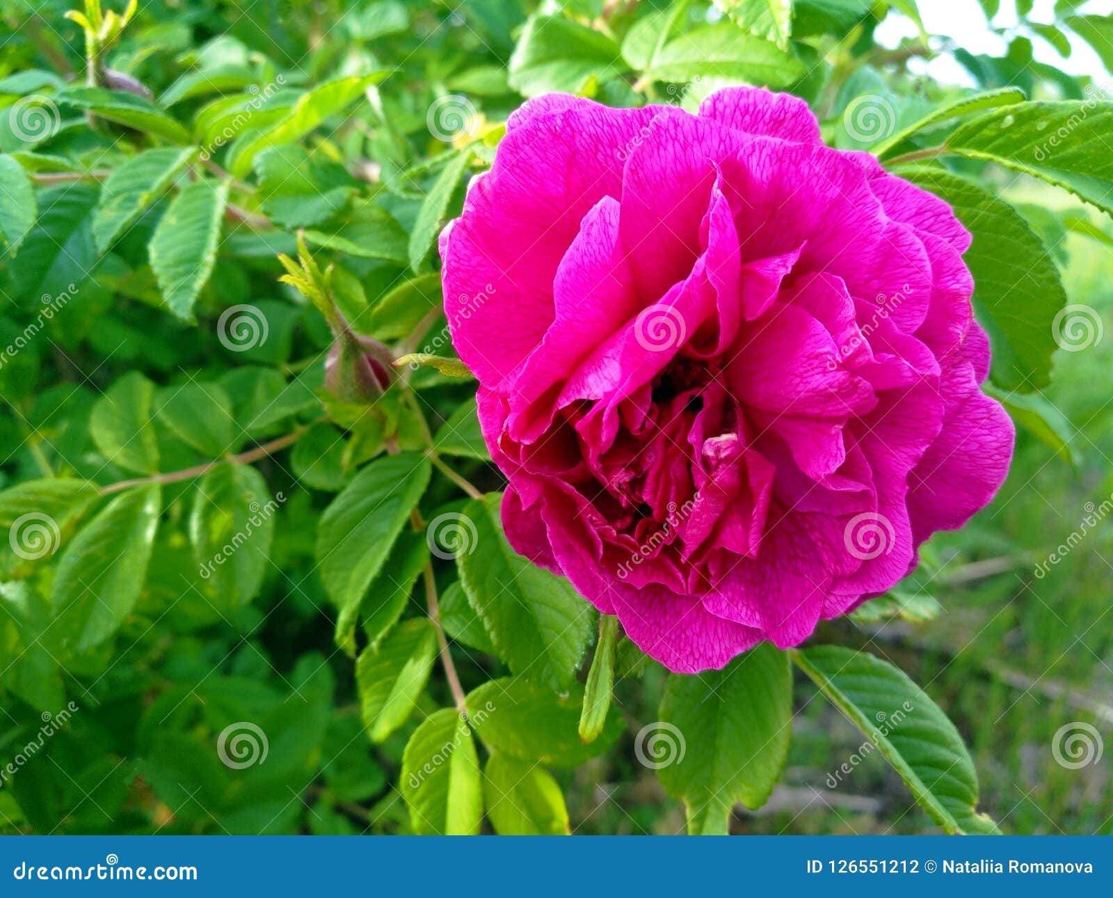 狗玫瑰 野蔷薇 石南木 溃疡玫瑰 Eglantine 秀丽接近的花自然桃红色玫瑰色在山拍摄的玫瑰色花库存照片 图片包括有绿色 臀部 狗玫瑰 野蔷薇 石南木 溃疡玫瑰 Eglantine 秀丽接近的花自然桃红色玫瑰色在山拍摄的玫瑰色花库存照片 图片包括有绿色 臀部