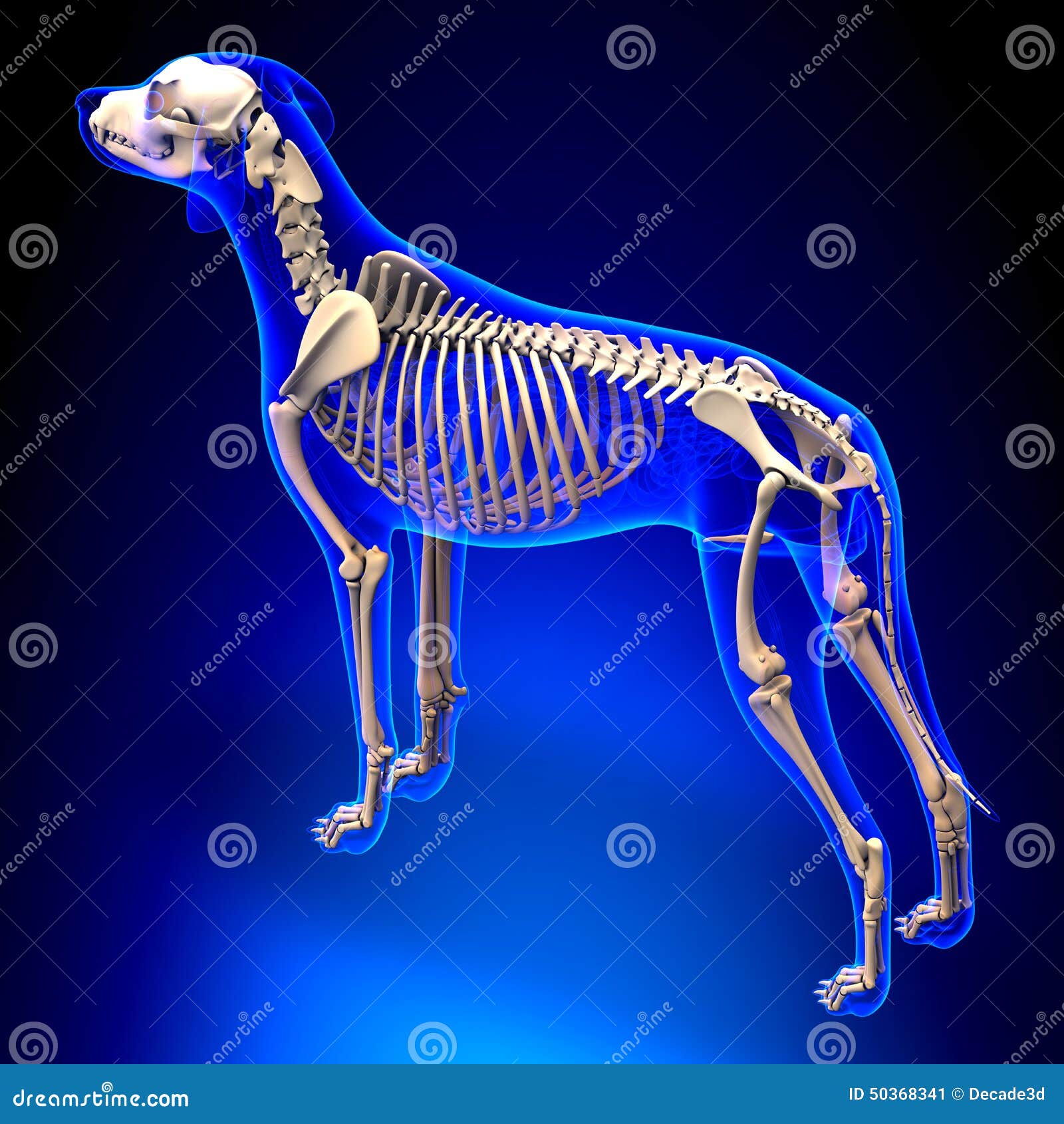 狗骨骼 天狼犬座familiaris解剖学 透视图库存例证 插画包括有生活 光芒 肋骨 艺术 狗骨骼 天狼犬座familiaris解剖学 透视图库存例证 插画包括有生活 光芒 肋骨 艺术