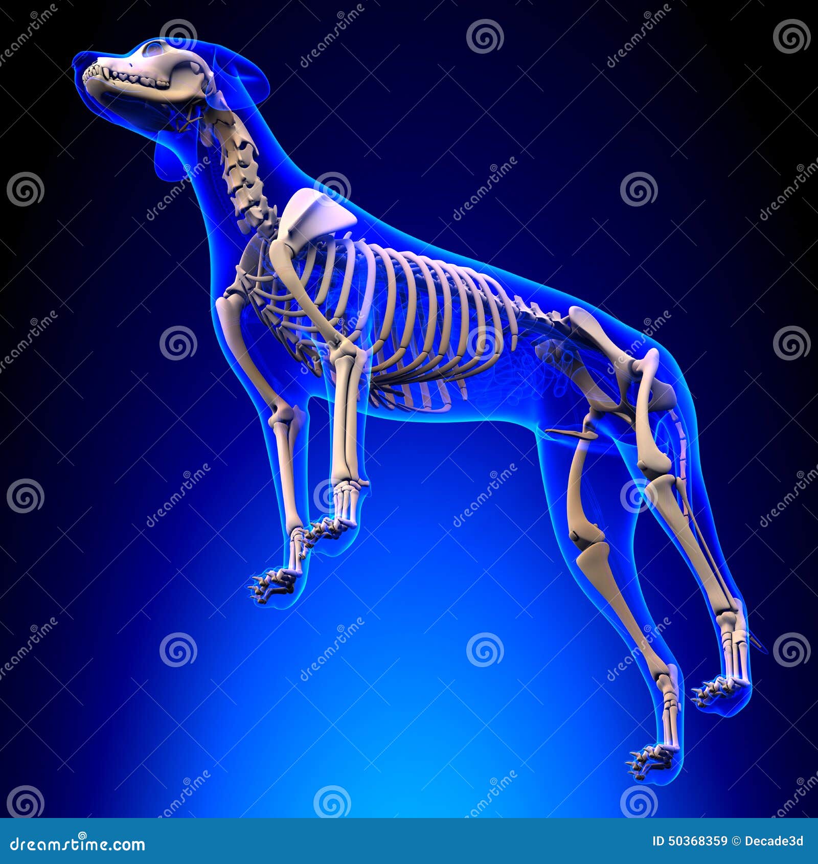 狗骨骼 天狼犬座familiaris解剖学 透视图库存图片 图片包括有骶骨 背包 卡珀斯 狼疮