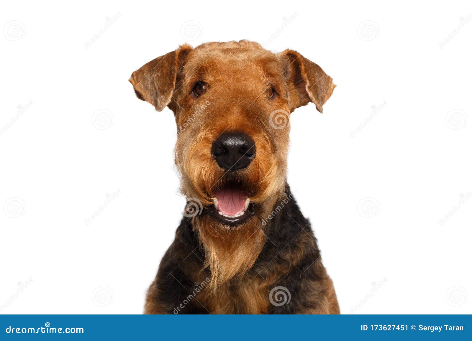 独立白背景中的艾利德尔梗犬库存图片 图片包括有独立白背景中的艾利德尔梗犬