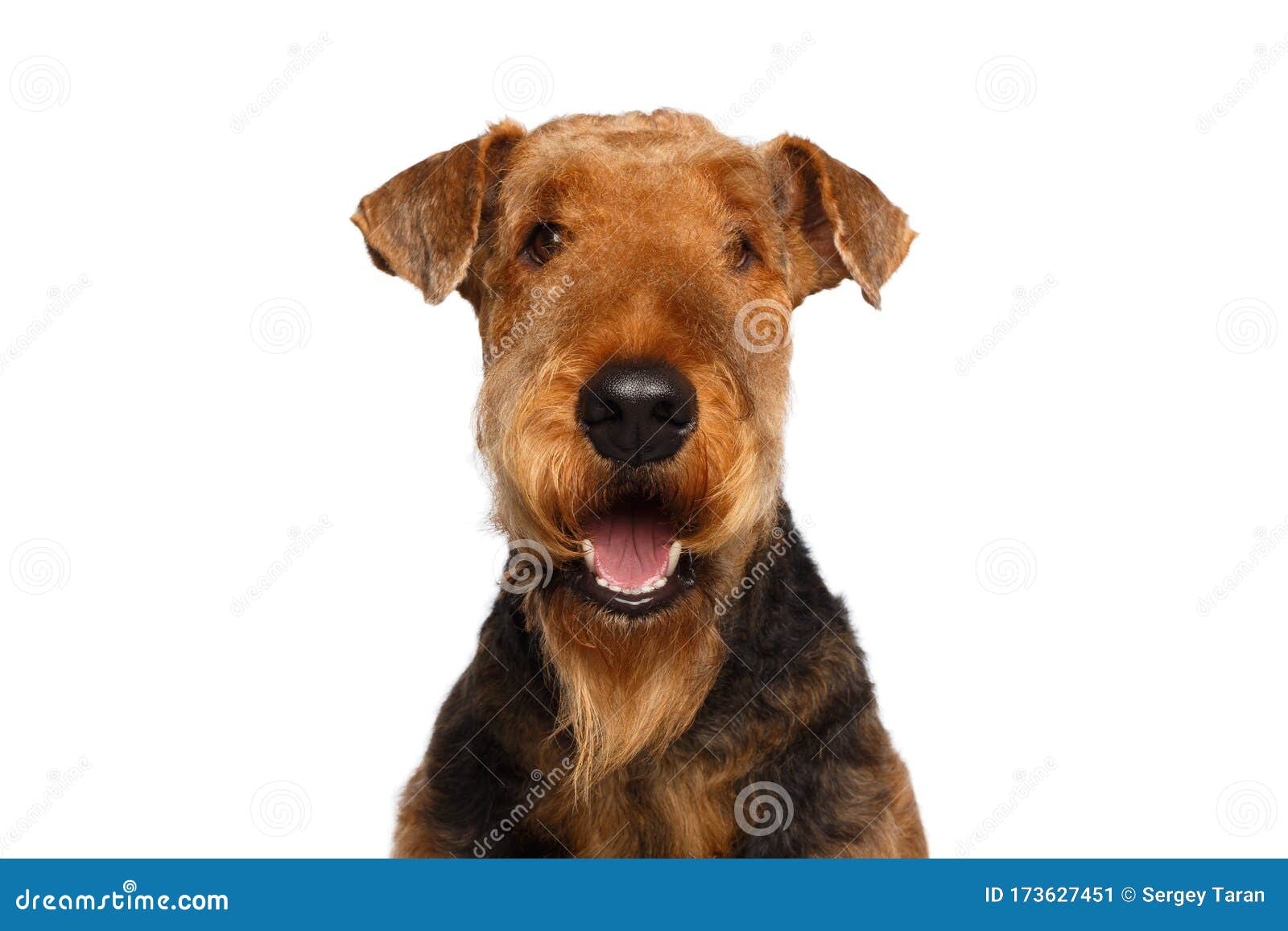 独立白背景中的艾利德尔梗犬库存图片 图片包括有独立白背景中的艾利德尔梗犬 独立白背景中的艾利德尔梗犬库存图片 图片包括有独立白背景中的艾利德尔梗犬