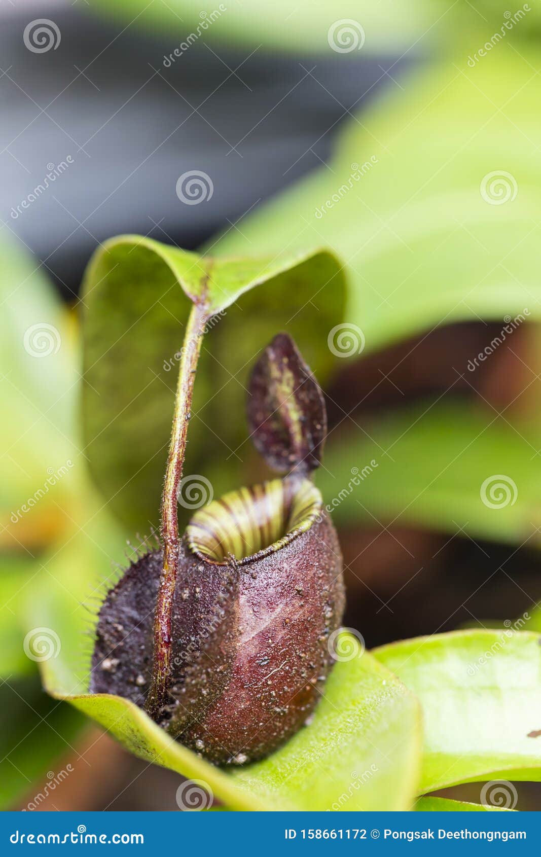 猪笼草是一种食虫植物库存照片 图片包括有