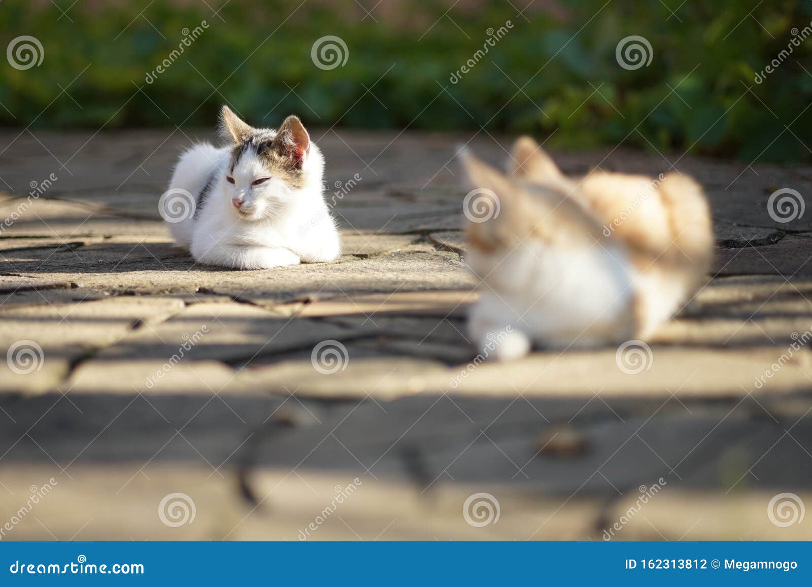 猫咪求爱的春季约会和调情家猫库存照片 图片包括有宠物 室外 系列 特写镜头 背包 夫妇