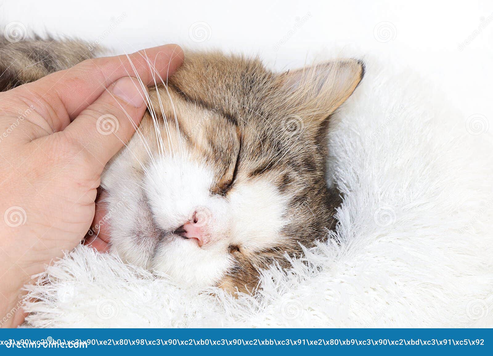 猫咪的特写是一只睡猫 一只舒适的院子猫在家中发现了友谊和爱宠物的概念库存图片 图片包括有表达式 题头