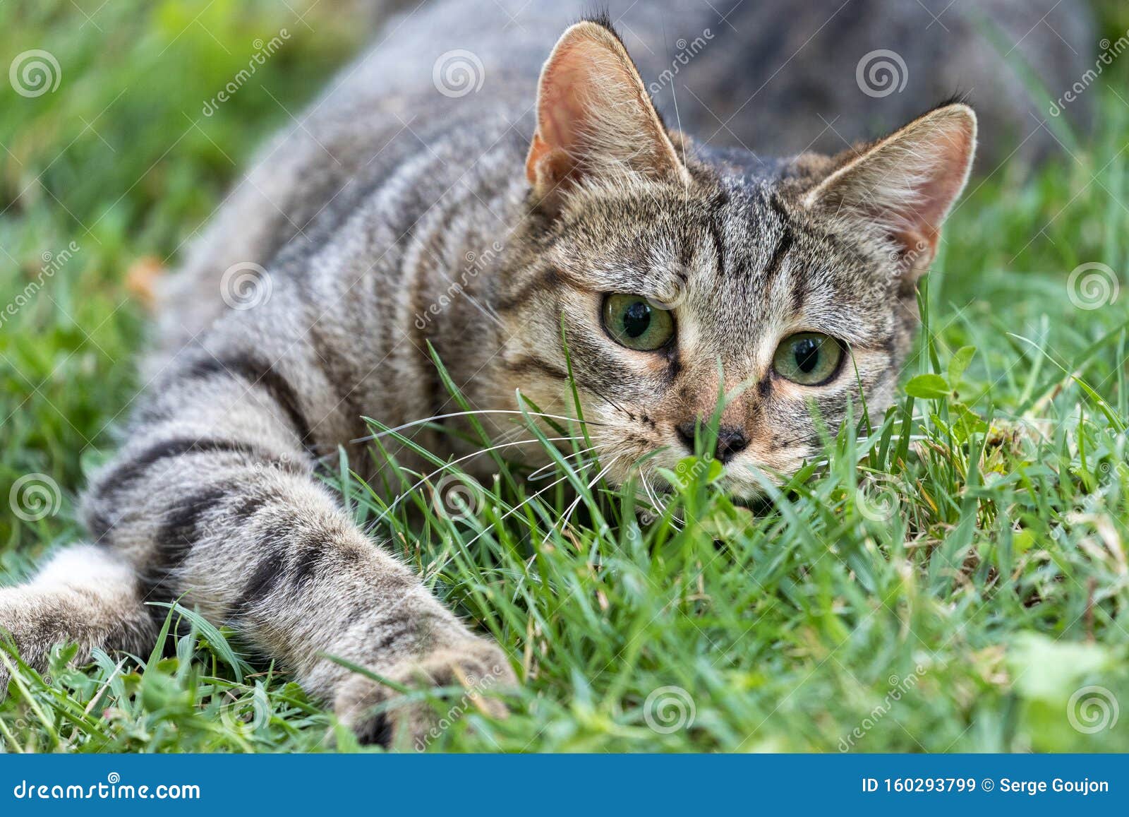 猫在花园里玩耍的画像库存图片 图片包括有灵活性 自由 眼睛 蜥蜴 纵向 空间 搜索