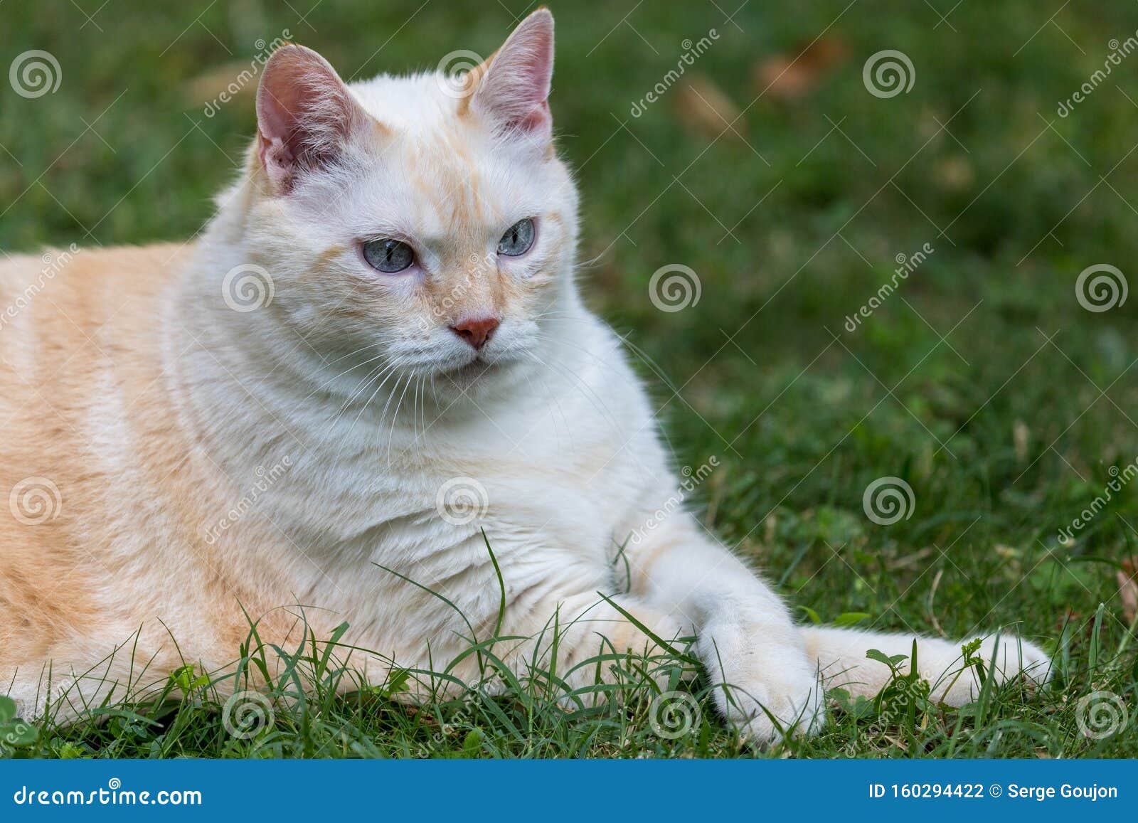 猫在花园里玩耍的画像库存照片 图片包括有女性 年轻 啮齿目动物 蜥蜴 搜索 眼睛 鸟舍