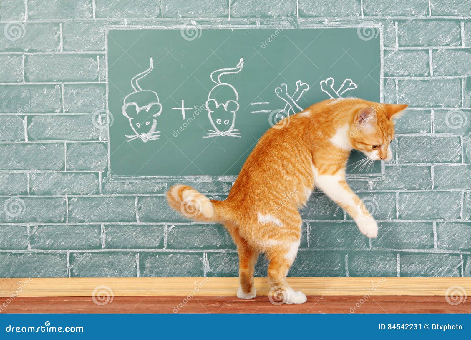 猫学校库存图片 图片包括有