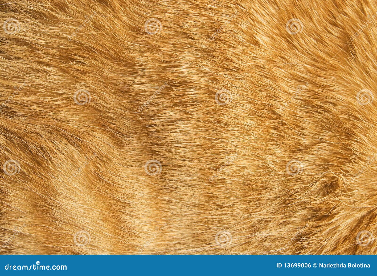 猫毛皮纹理库存照片 图片包括有头发 国内 宏指令 织地不很细 橙色 软性 平稳 水平