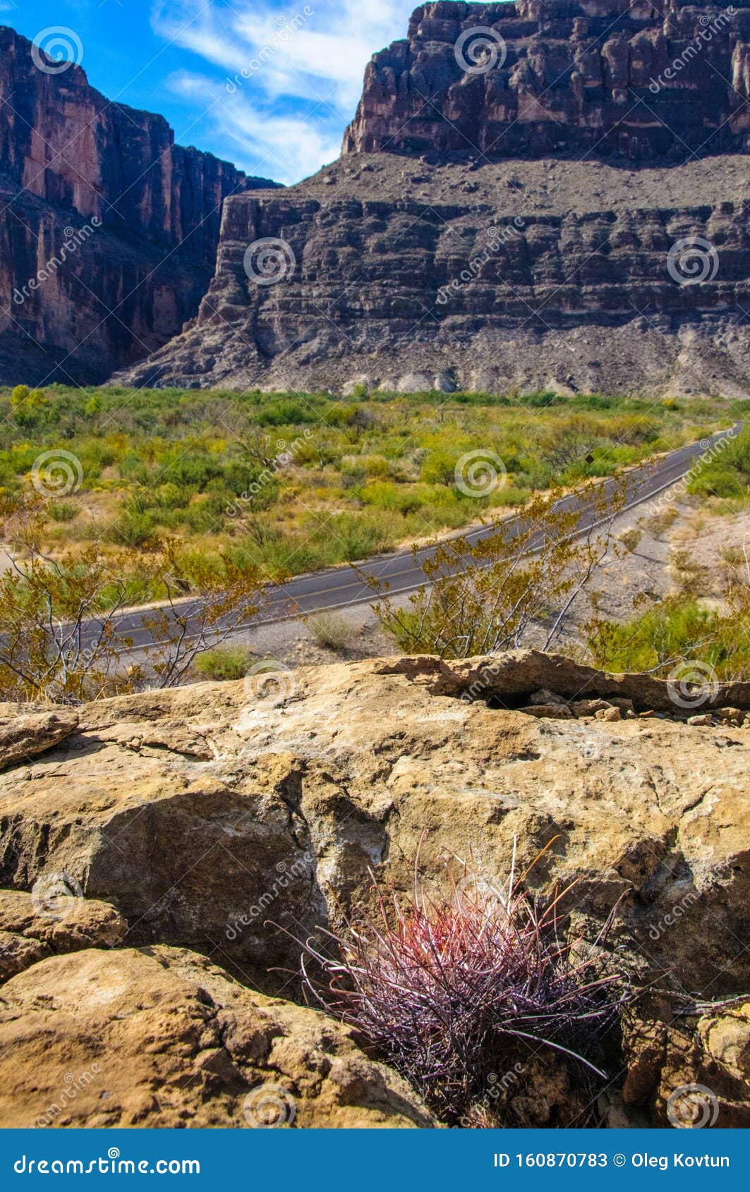 猫爪仙人掌古斯特仙人掌是德克萨斯州沙漠中的一种小桶形植物库存图片 图片包括有可弯的 多汁植物 猫爪仙人掌古斯特仙人掌是德克萨斯州沙漠中的一种小桶形植物库存图片 图片包括有可弯的 多汁植物