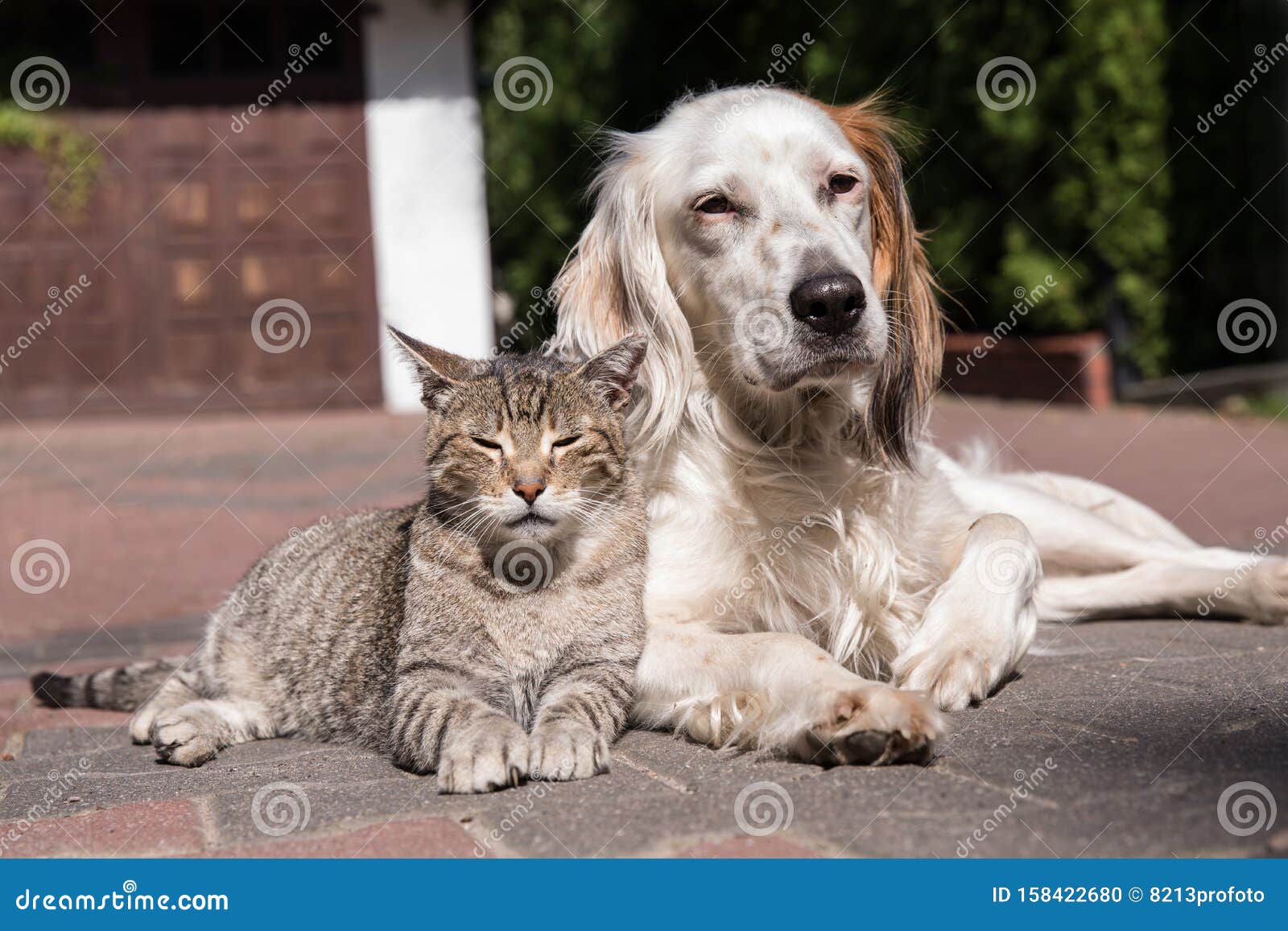 猫狗友情 猫狗相爱库存照片 图片包括有逗人喜爱 朋友 背包 系列 哺乳动物 友好 敬慕