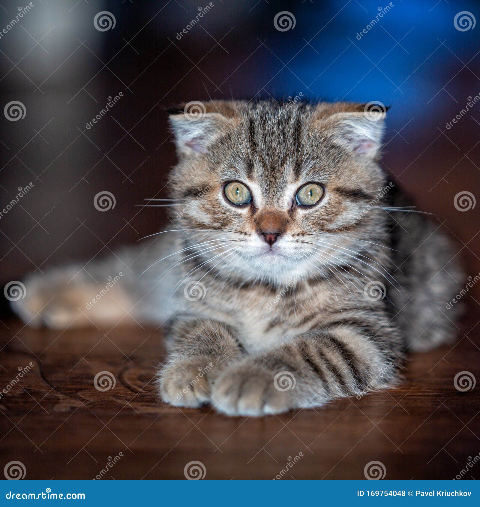 猫画像小猫宠物库存照片 图片包括有颊须 眼睛 镶边 纵向 通配 宠物 年轻 敌意