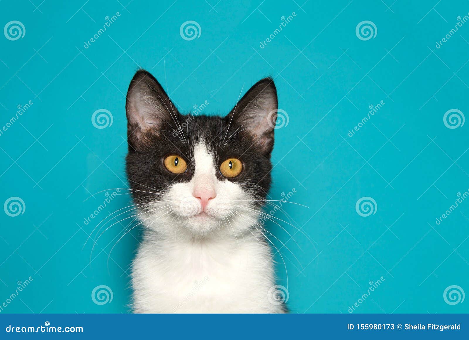猫背景中可爱的黑白猫库存图片 图片包括有模糊 幽默 婴孩 蓬松 查出 表面 敬慕 特写镜头 猫背景中可爱的黑白猫库存图片 图片包括有模糊 幽默 婴孩 蓬松 查出 表面 敬慕 特写镜头