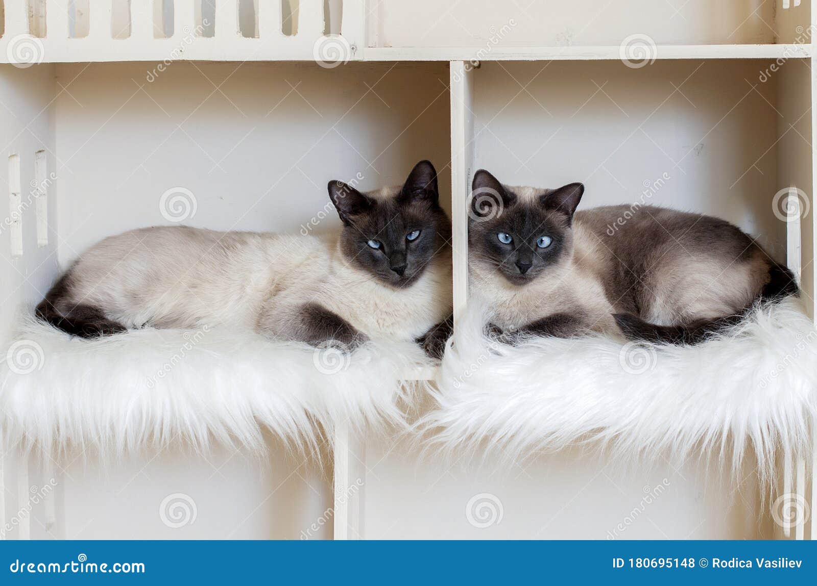 猫舍里的两位家中短发猫兄家猫双胞胎库存照片 图片包括有同情 精力充沛 丰富 挑剔 忠诚 猫舍里的两位家中短发猫兄家猫双胞胎库存照片 图片包括有同情 精力充沛 丰富 挑剔 忠诚