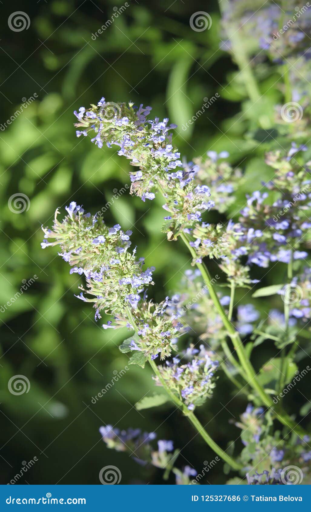 猫薄荷开花荆芥属 医治草本接近的花库存照片 图片包括有 猫薄荷开花荆芥属 医治草本接近的花库存照片 图片包括有