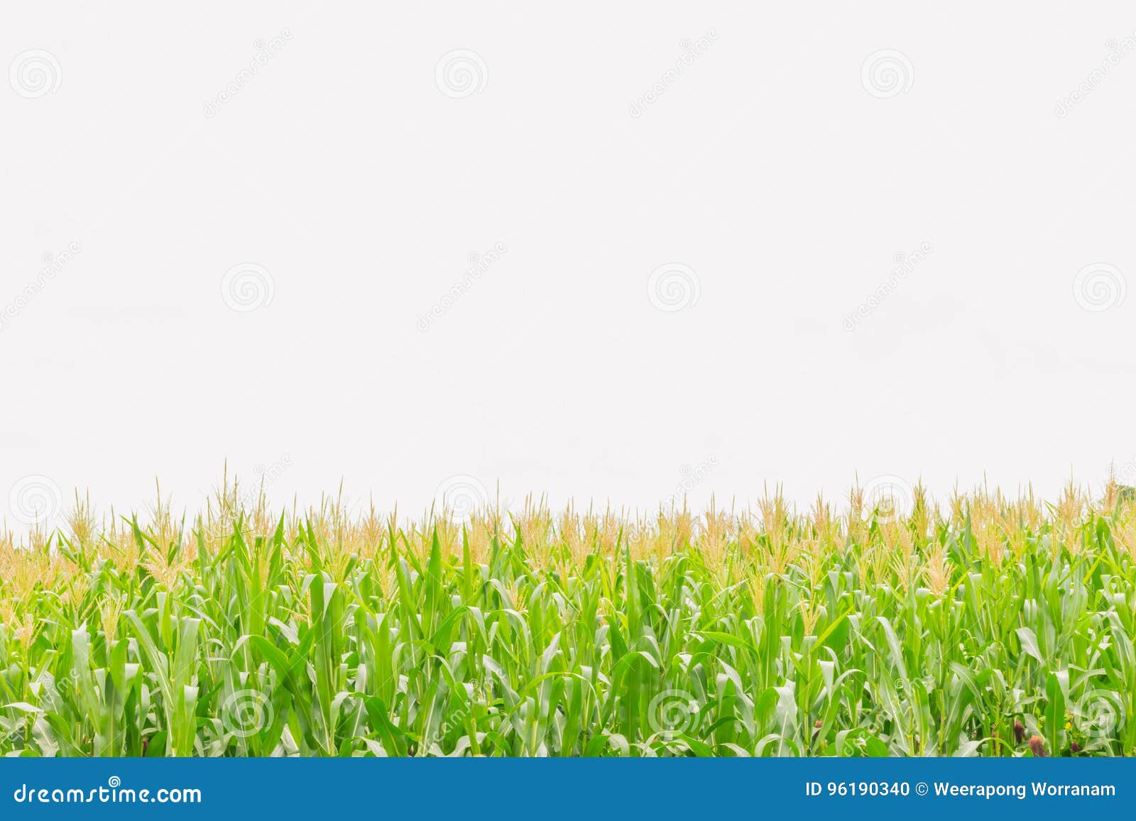 玉米软的焦点 印第安玉米 玉米 玉蜀黍属5月 禾本科 稻科植物类 植物领域与白色天空和拷贝间隔背景库存照片 图片包括有环境 本质 玉米软的焦点 印第安玉米 玉米 玉蜀黍属5月 禾本科 稻科植物类 植物领域与白色天空和拷贝间隔背景库存照片 图片包括有环境 本质