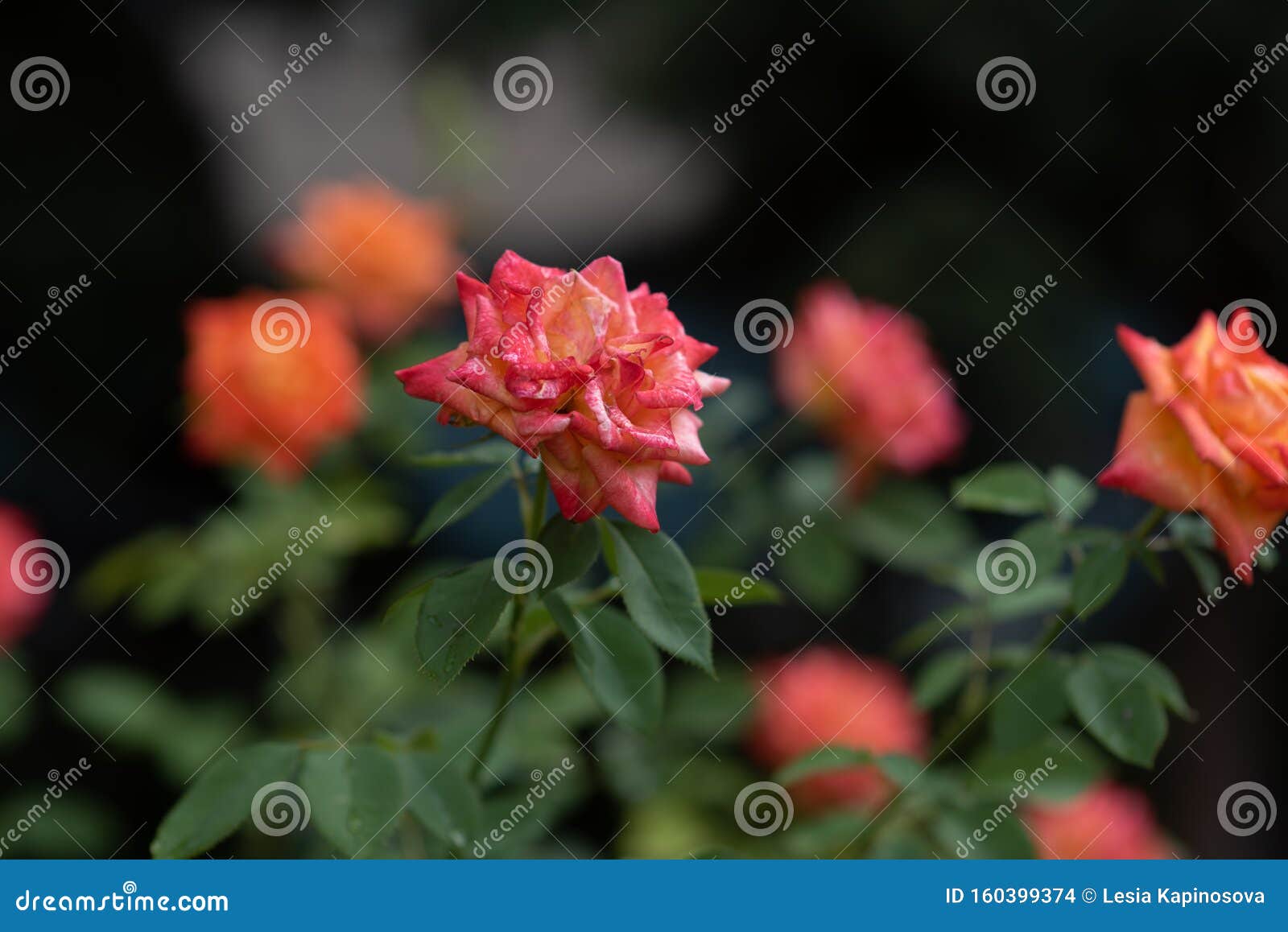 玫瑰珊瑚花在花园里夏秋雨季玫瑰库存照片 图片包括有