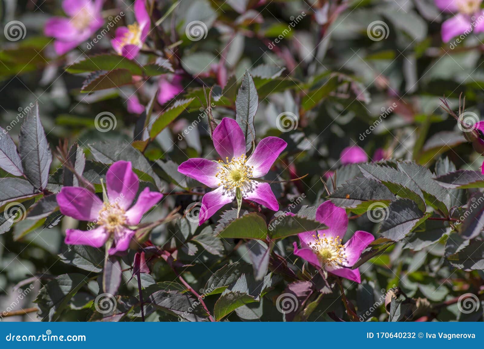 玫瑰红叶玫瑰开花观赏红叶落叶灌木春花库存照片 图片包括有白天 自然 特写镜头 灌木 黑暗