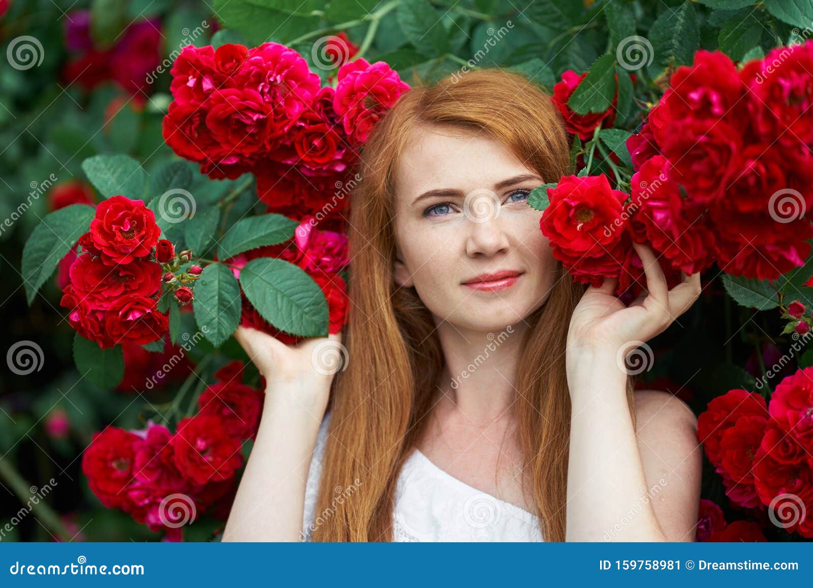 玫瑰花盛开背景中一个漂亮红发女孩的画像户外库存图片 图片包括有本质 开花 女孩 改良 人员