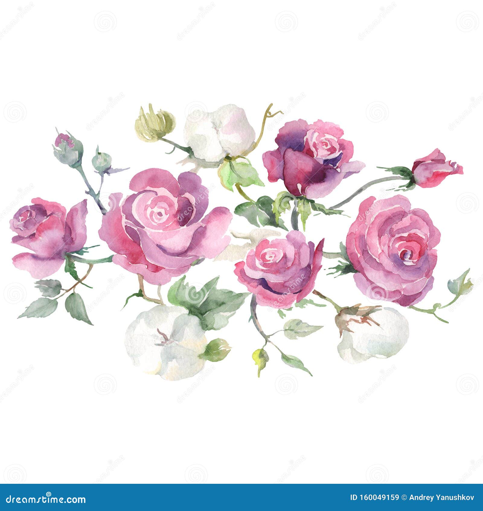 玫瑰花花植物花水彩背景插图集隔离束插图元件库存例证 插画包括有查出 植物群 特写镜头 五颜六色 玫瑰花花植物花水彩背景插图集隔离束插图元件库存例证 插画包括有查出 植物群 特写镜头 五颜六色