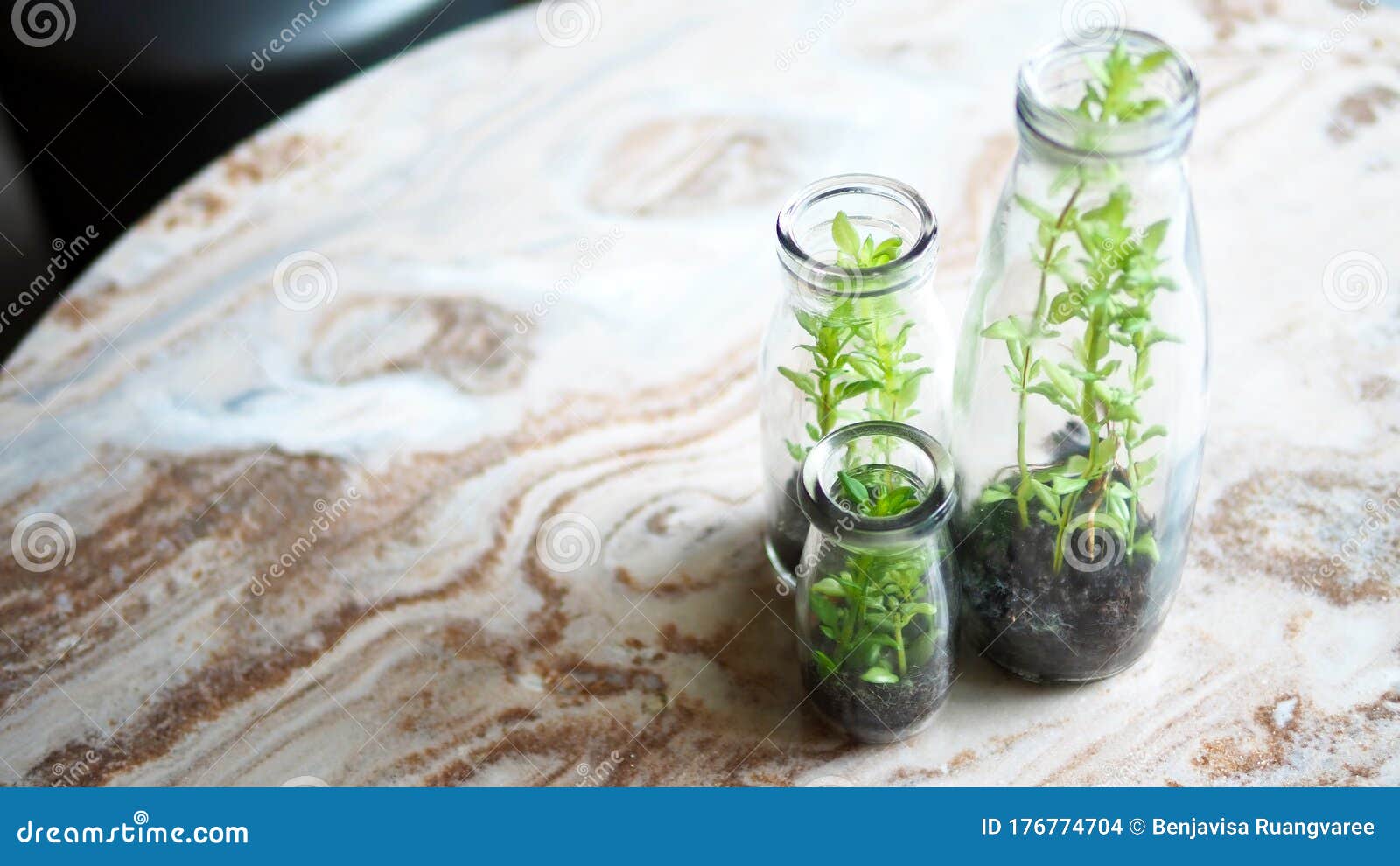 玻璃瓶中的迷你树回收绿色概念环境植物库存照片 图片包括有增长 微型 工厂 叶子 生活 生态学 玻璃瓶中的迷你树回收绿色概念环境植物库存照片 图片包括有增长 微型 工厂 叶子 生活 生态学