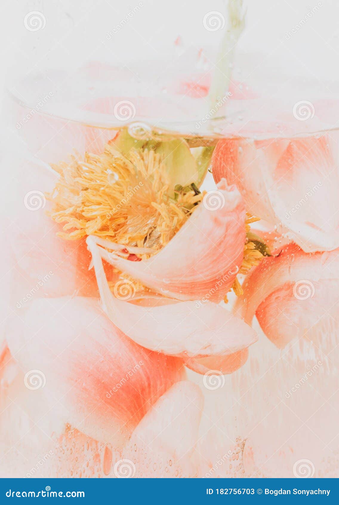 玻璃透明瓶贴水滴水牡丹花瓣抽象的粉红和白色背景艺术和库存图片 图片包括有花瓶 红色 玻璃透明瓶贴水滴水牡丹花瓣抽象的粉红和白色背景艺术和库存图片 图片包括有花瓶 红色