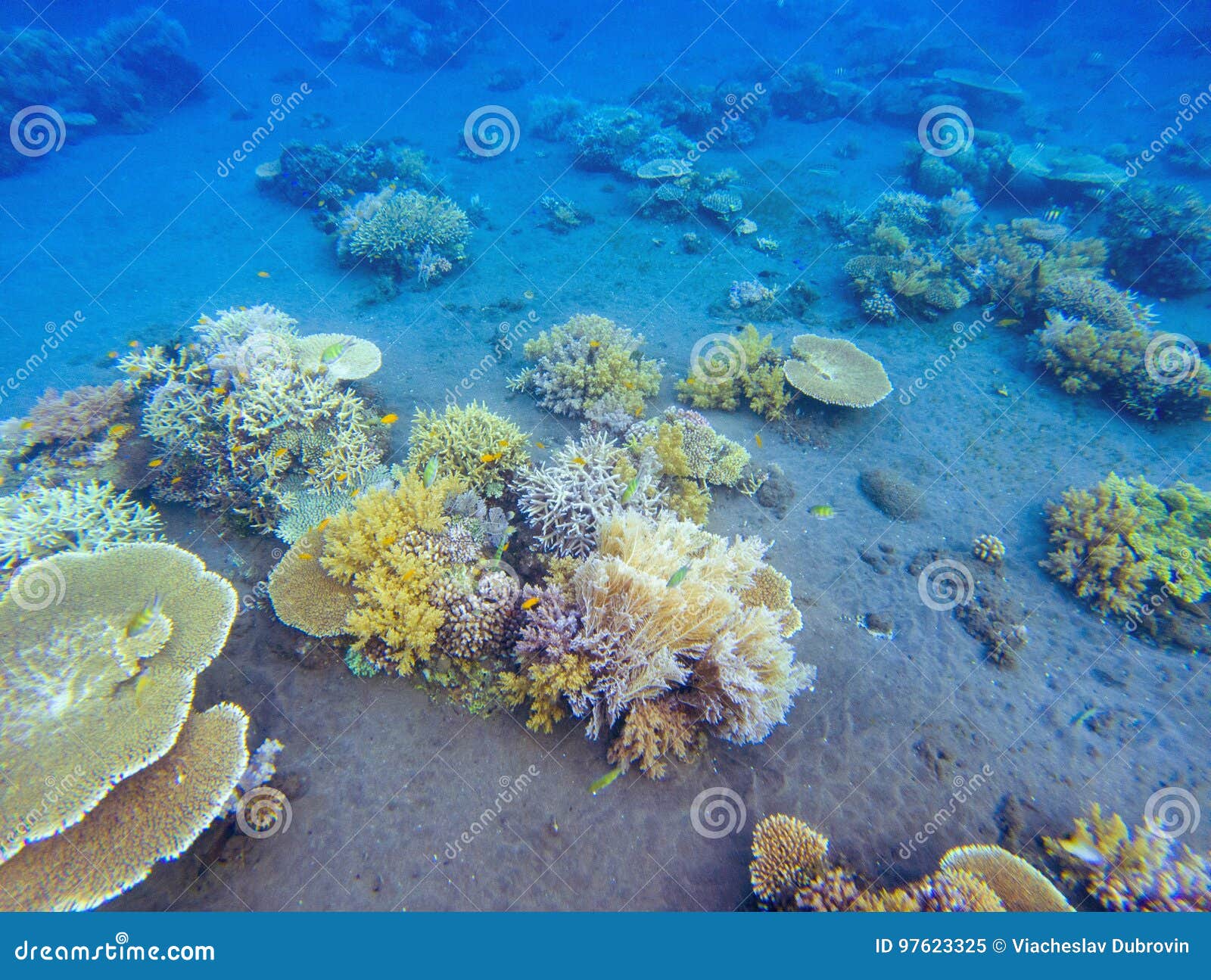 珊瑚安心在热带海滨底部海里的风景照片热带岸动物和植物群库存图片 图片包括有工厂 海洋 珊瑚安心在热带海滨底部海里的风景照片热带岸动物和植物群库存图片 图片包括有工厂 海洋