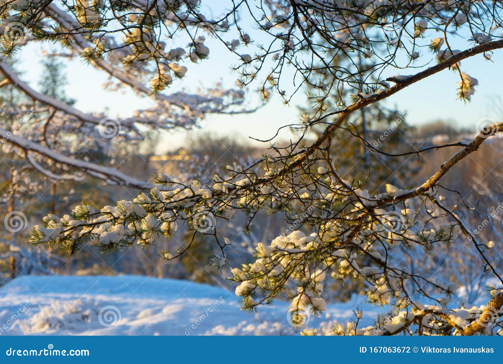 瑞典冬日晴朗磨砂树枝斯堪的纳维亚冬季景观壁纸自然库存照片 图片包括有季节 公园