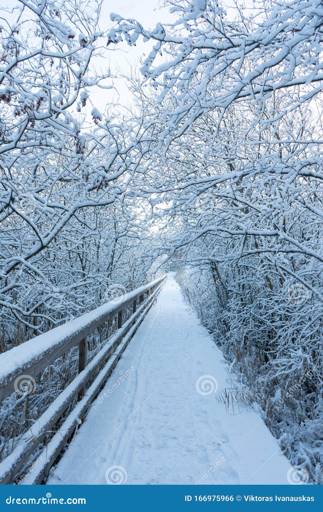 瑞典林地冬季木路桥斯堪的纳维亚森林的雪日自然壁纸照片库存照片 图片包括有照片 斯堪的纳维亚语