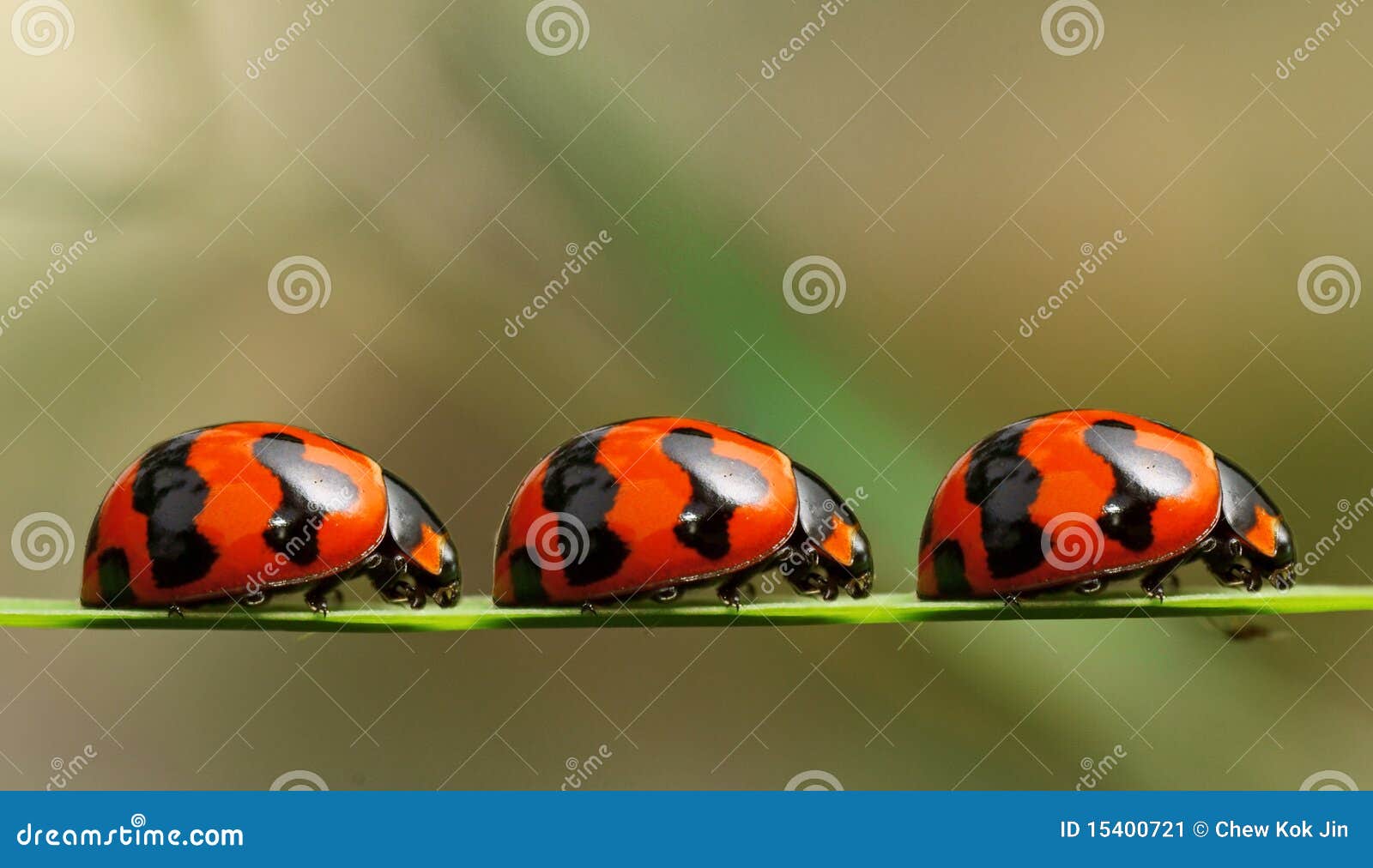 瓢虫队列库存图片 图片包括有