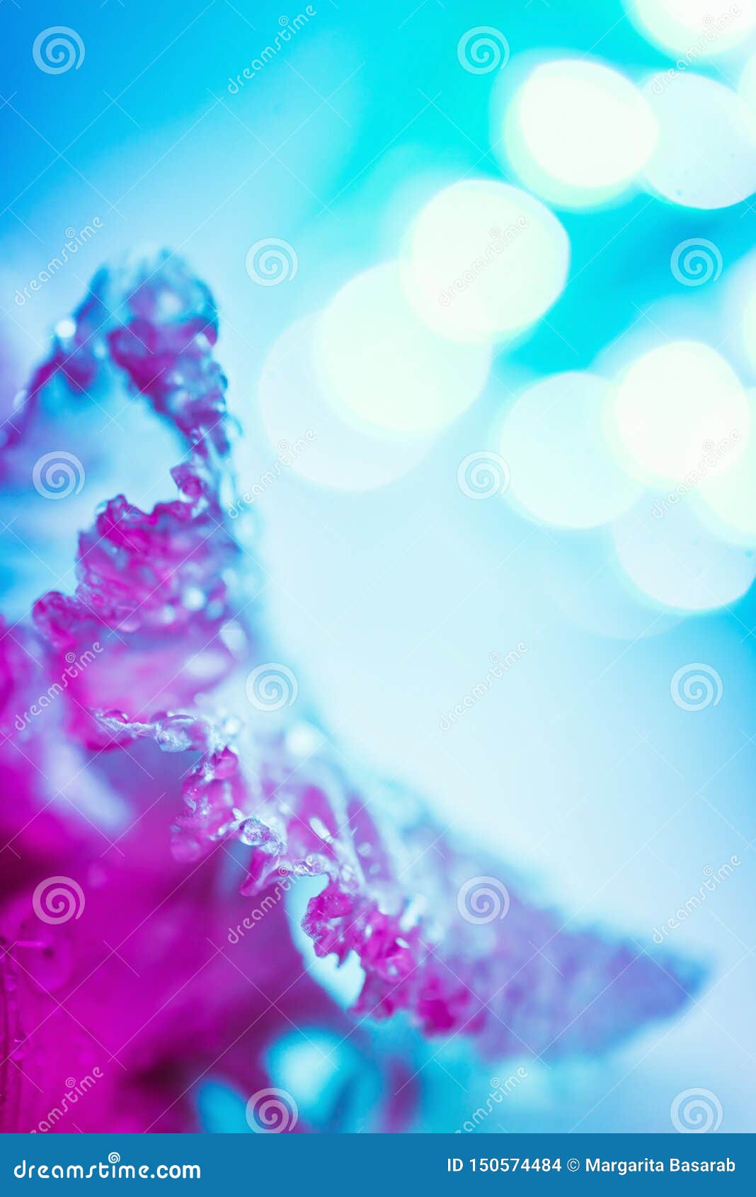 生动的霓虹色的虹膜花蕾库存照片 图片包括有生动的霓虹色的虹膜花蕾