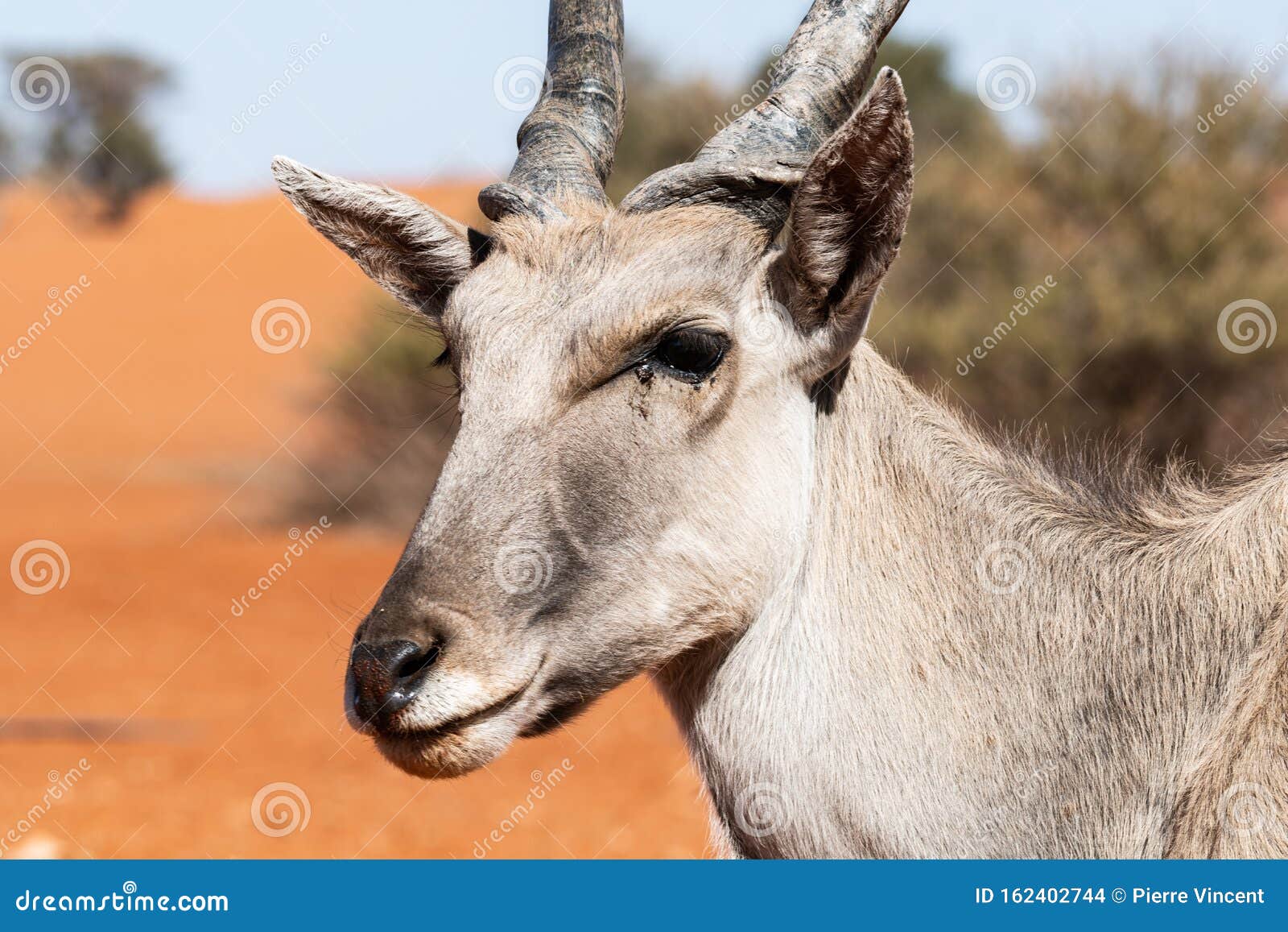 生活在纳米比亚的羚羊库存照片 图片包括有敌意 橙色 横向 沙子 通配 自然 目的地