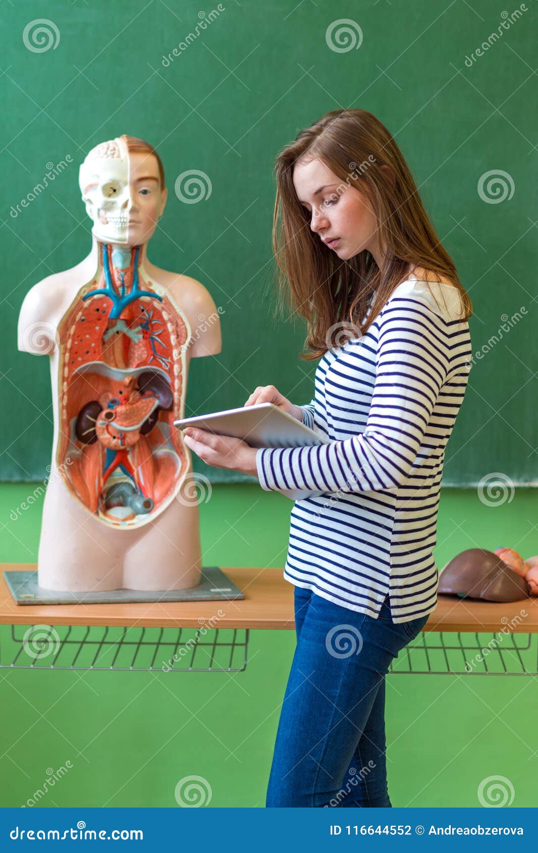 生物课的年轻女学生 拿着数字式片剂和学会人体解剖学库存照片 图片包括有教育 女孩 乐趣 创新 生物课的年轻女学生 拿着数字式片剂和学会人体解剖学库存照片 图片包括有教育 女孩 乐趣 创新