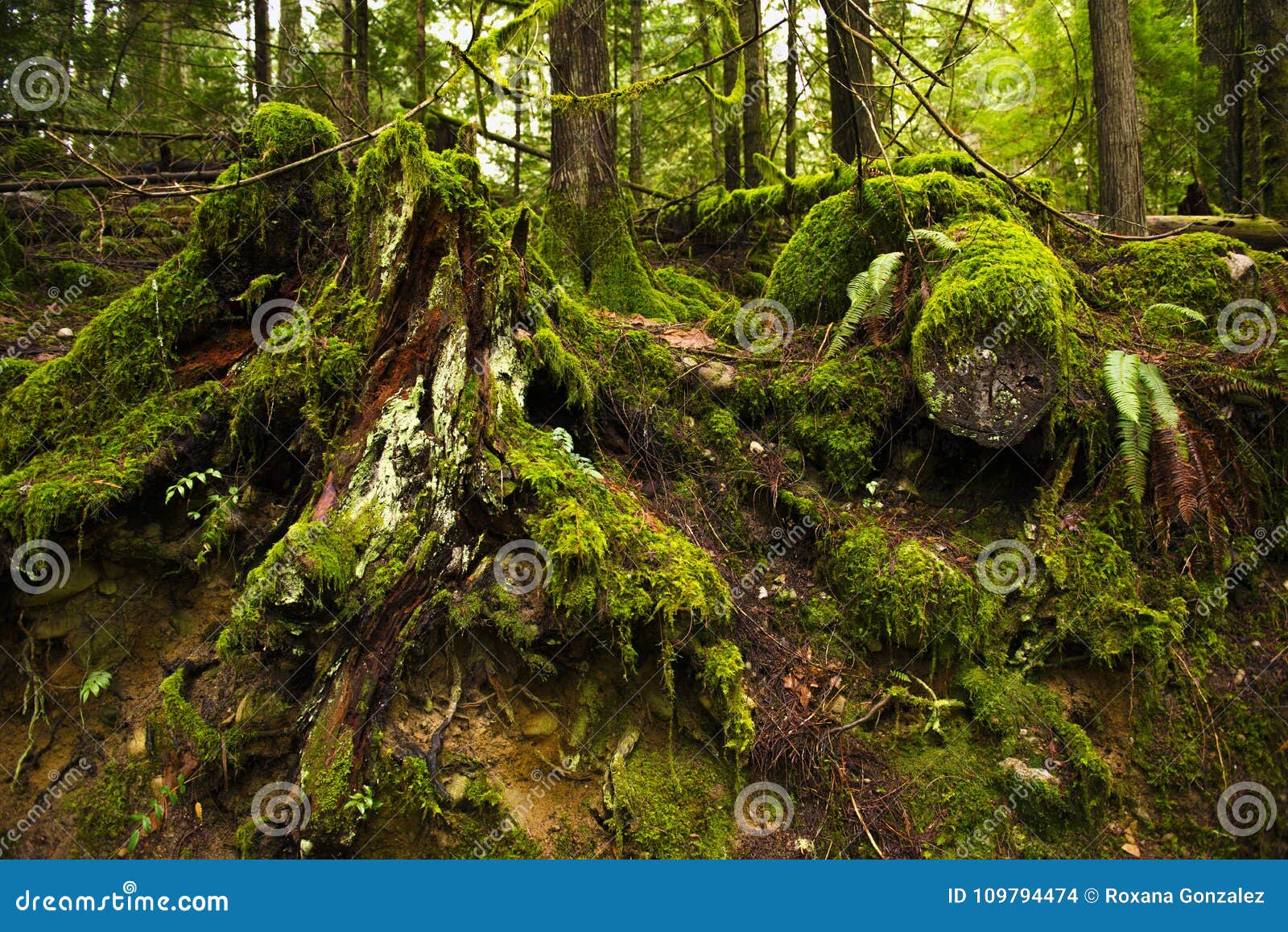 生苔树桩在原始林雨林里在温哥华岛库存照片 图片包括有潮湿 叶子 横向 结构树 工厂 蕨类 生苔树桩在原始林雨林里在温哥华岛库存照片 图片包括有潮湿 叶子 横向 结构树 工厂 蕨类