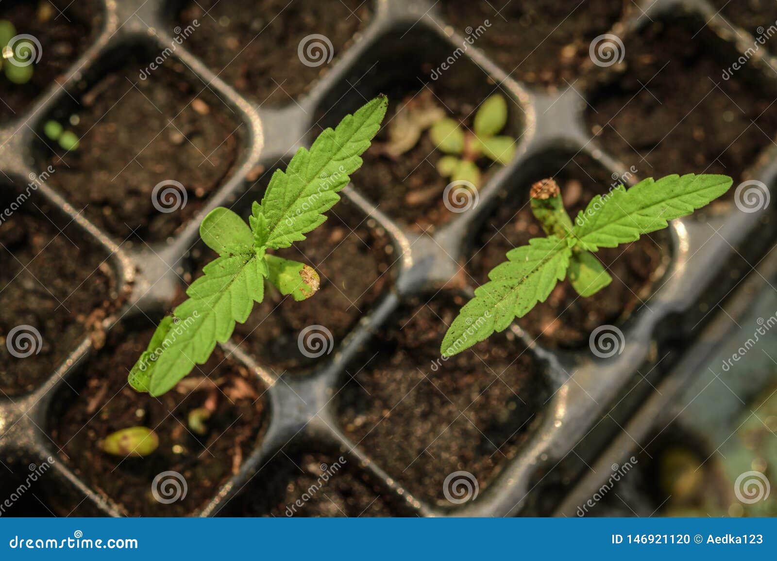 生长从种子 年幼植物射击的大麻库存照片 图片包括有 生长从种子 年幼植物射击的大麻库存照片 图片包括有