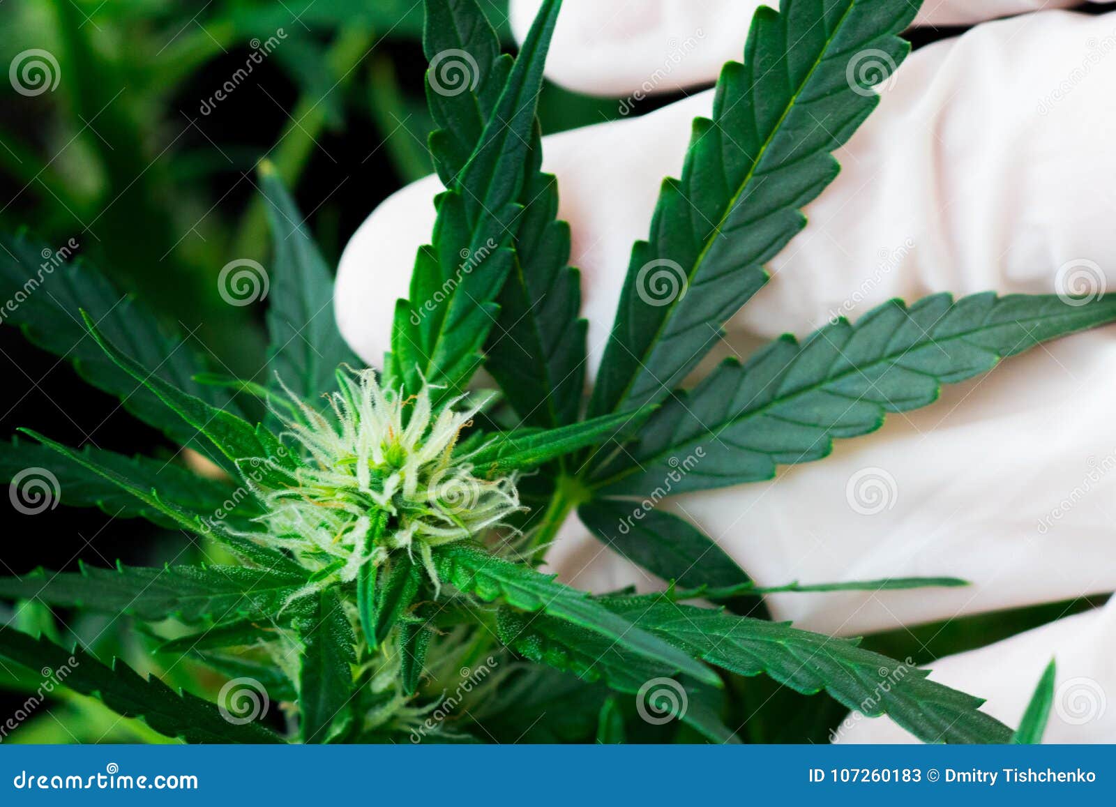 生长和使用大麻和杂草的美好的宏观花大麻叶子概念库存图片 图片包括有