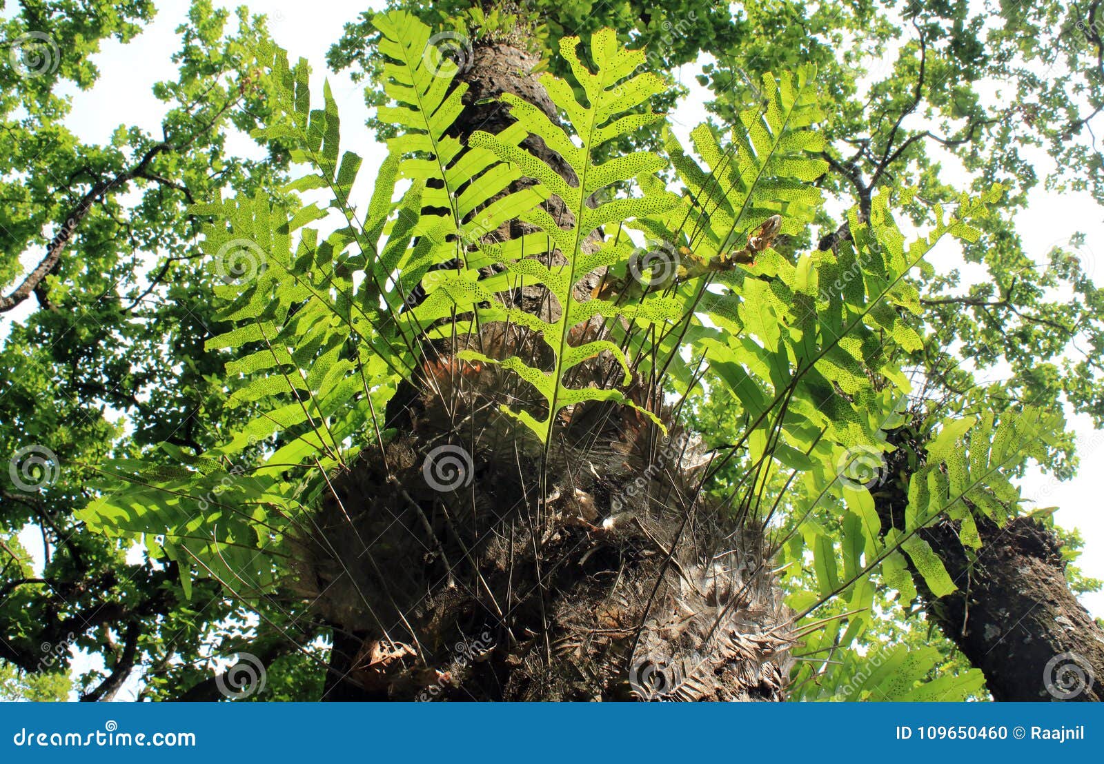 生长在大树的寄生植物库存照片 图片包括有本质 居住 寄生生物 弗恩 绿色 寄生 营养