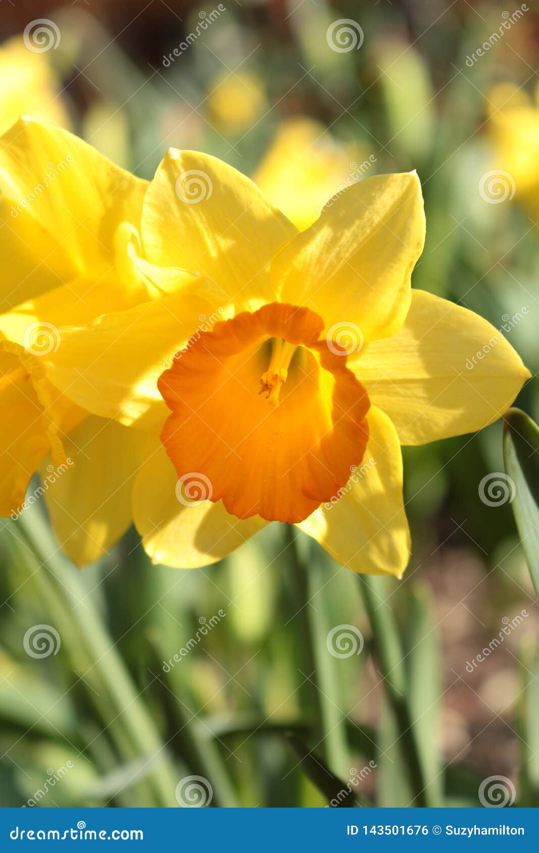 生长在庭院里的宏观黄水仙花水仙在中库存照片 图片包括有生长在庭院里的宏观黄水仙花水仙在中