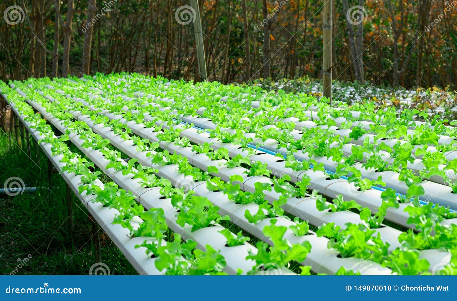 生长在种植剧情的水耕的系统流图水和肥料自动化的菜绿色橡木库存照片 图片包括有商业 新鲜 生长在种植剧情的水耕的系统流图水和肥料自动化的菜绿色橡木库存照片 图片包括有商业 新鲜