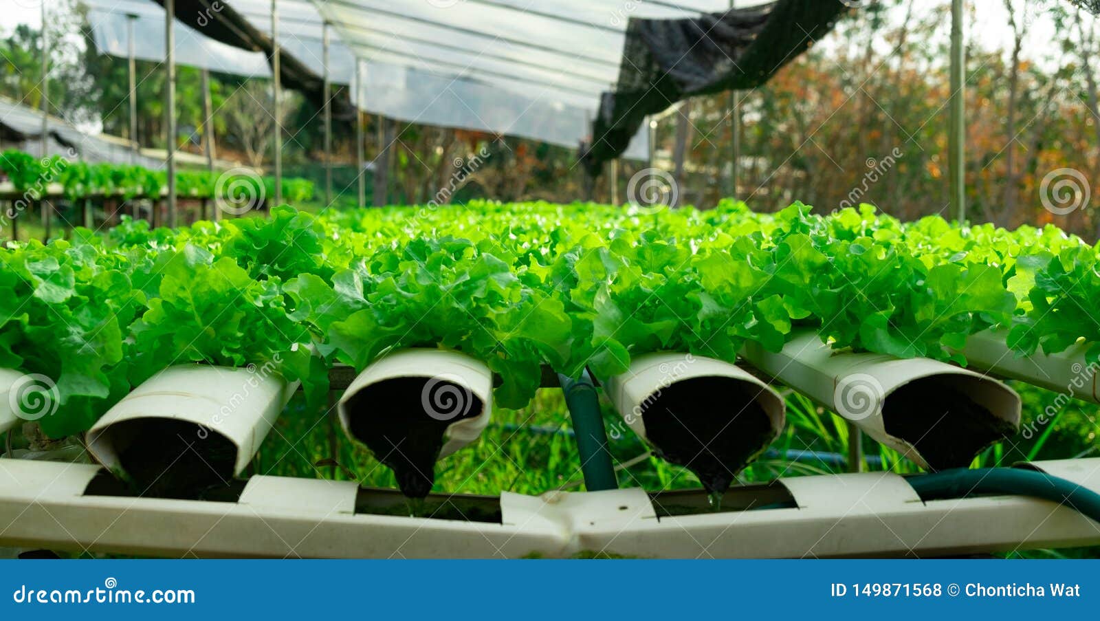 生长在种植剧情的水耕的系统流图水和肥料自动化的菜绿色橡木库存照片 图片包括有生长在种植剧情的水耕的系统流图水和肥料自动化的菜绿色橡木
